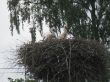 0623_Tuja_7.jpg