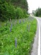 0703_Kristinestad_3.jpg