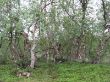 0713_Inari_01.jpg