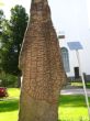 0803_Alfta_008.JPG