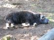0803_Alfta_041.JPG
